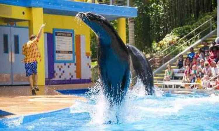 Seaworld/Divulgação Seaworld/Divulgação