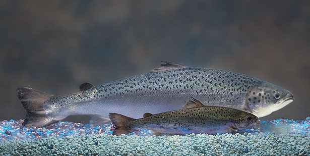 AFP PHOTO/AQUABOUNTY TECHNOLOGIES, INC./BARRETT & MACKAY PHOTO/ AFP PHOTO/AQUABOUNTY TECHNOLOGIES, INC./BARRETT & MACKAY PHOTO/