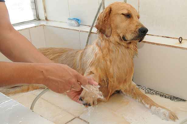 Banho em pet shops é cômodo, mas também envolve riscos - Uai Saúde