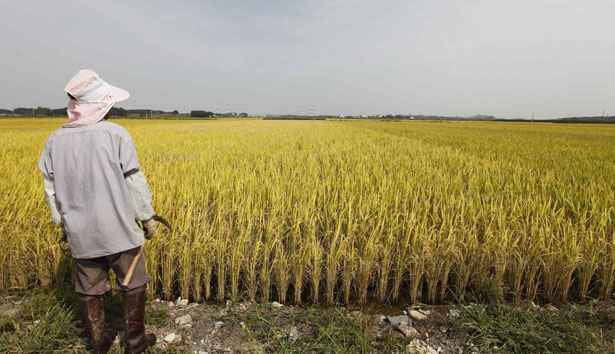 SOUTHKOREA-RICE/ REUTERS/Lee Jae-Won/Files