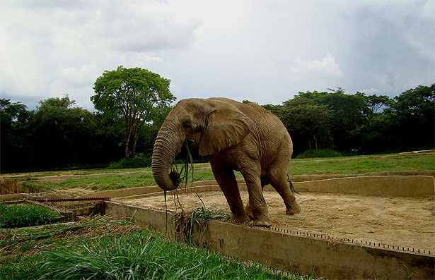 Flickr Fundao Zoo-Botnica BH / Divulgao