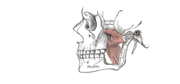 Mandíbula e Articulação Temporomandibular