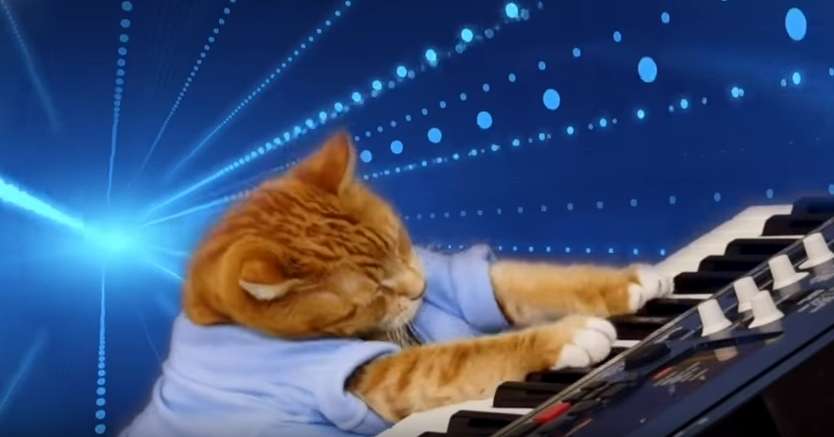 O gatinho Bento, do meme do 'Keyboard Cat', morreu