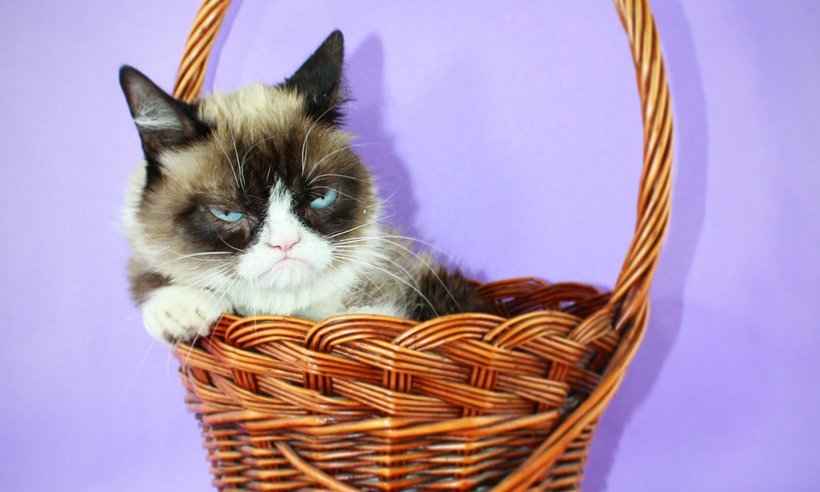 Grumpy Cat: gata rabugenta que virou meme na internet morre nos